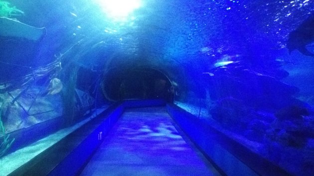 人気の海洋トンネル